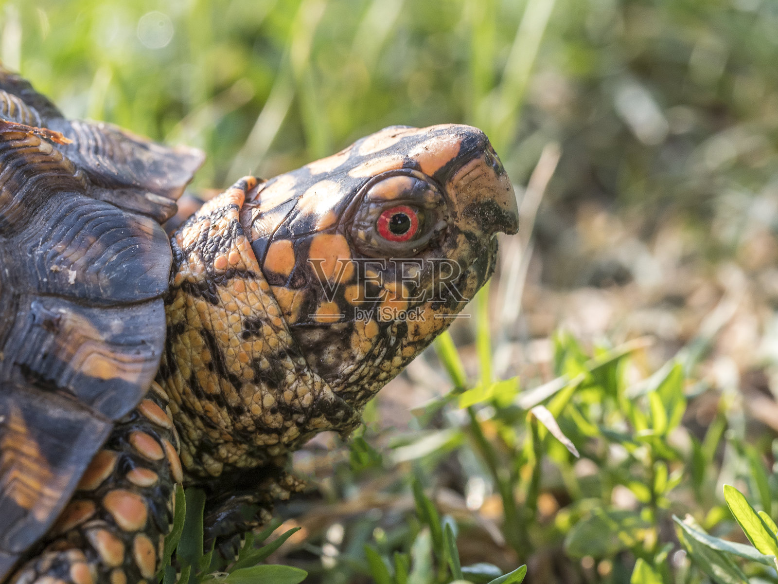东箱龟，卡罗来纳州Terrapene照片摄影图片