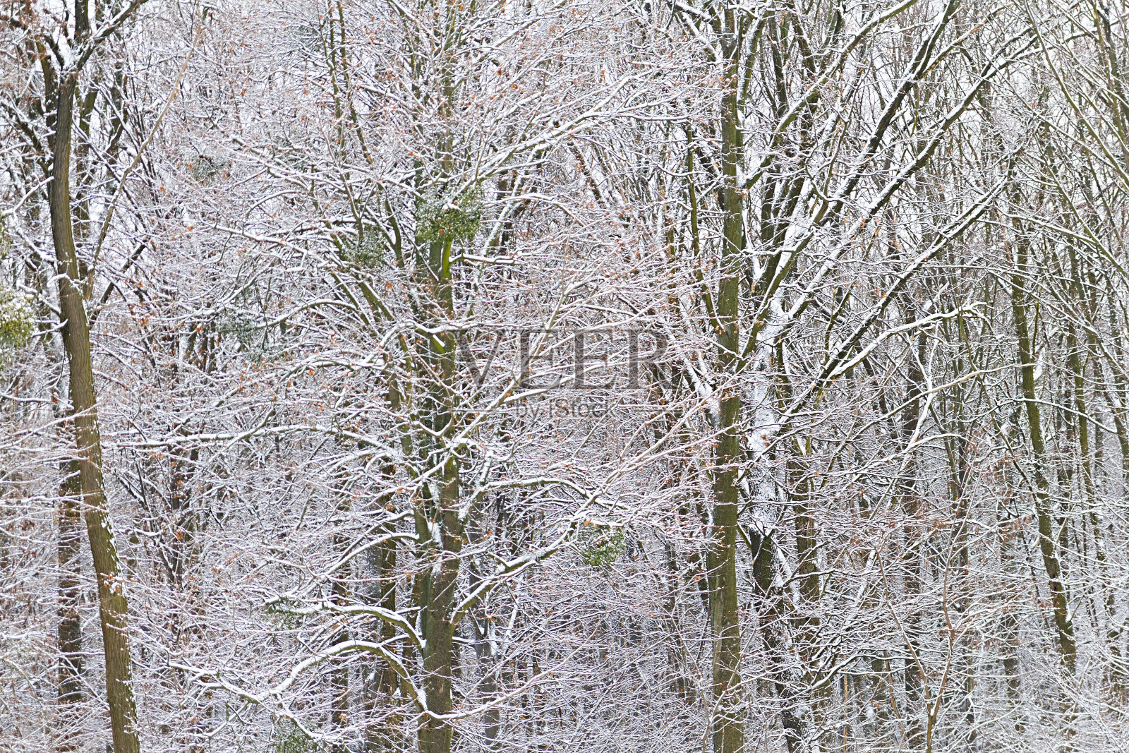 冬天的树在雪地上照片摄影图片
