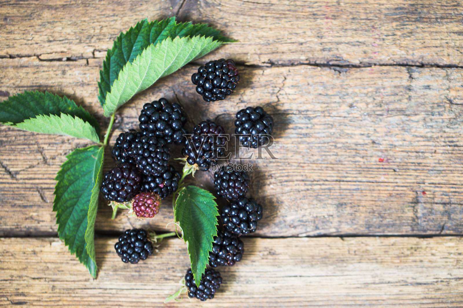 黑莓，成熟的黑莓，灌木丛上的未成熟的黑莓照片摄影图片
