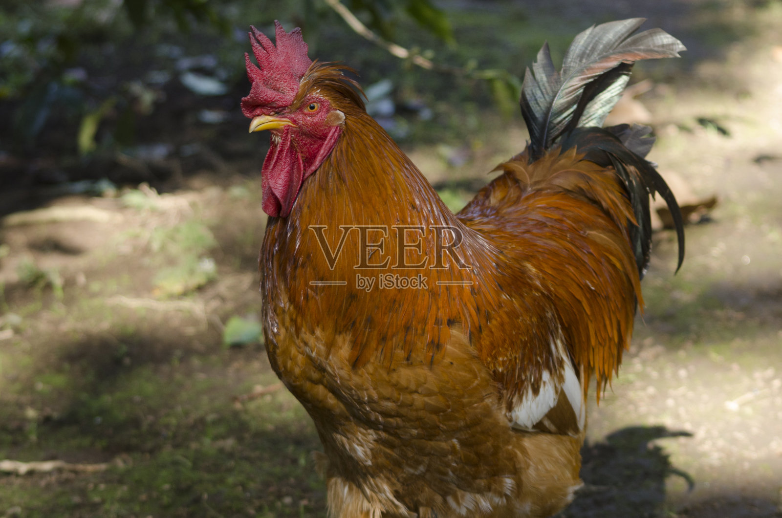 色彩缤纷的罗德岛红公鸡照片摄影图片