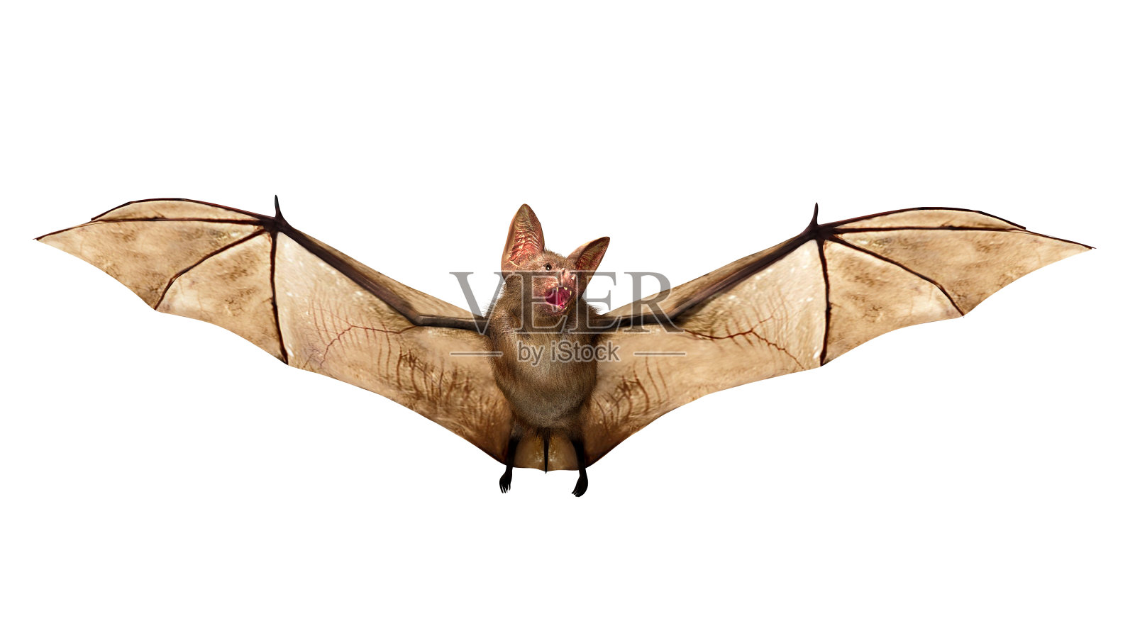 飞行吸血蝙蝠孤立在白色背景照片摄影图片