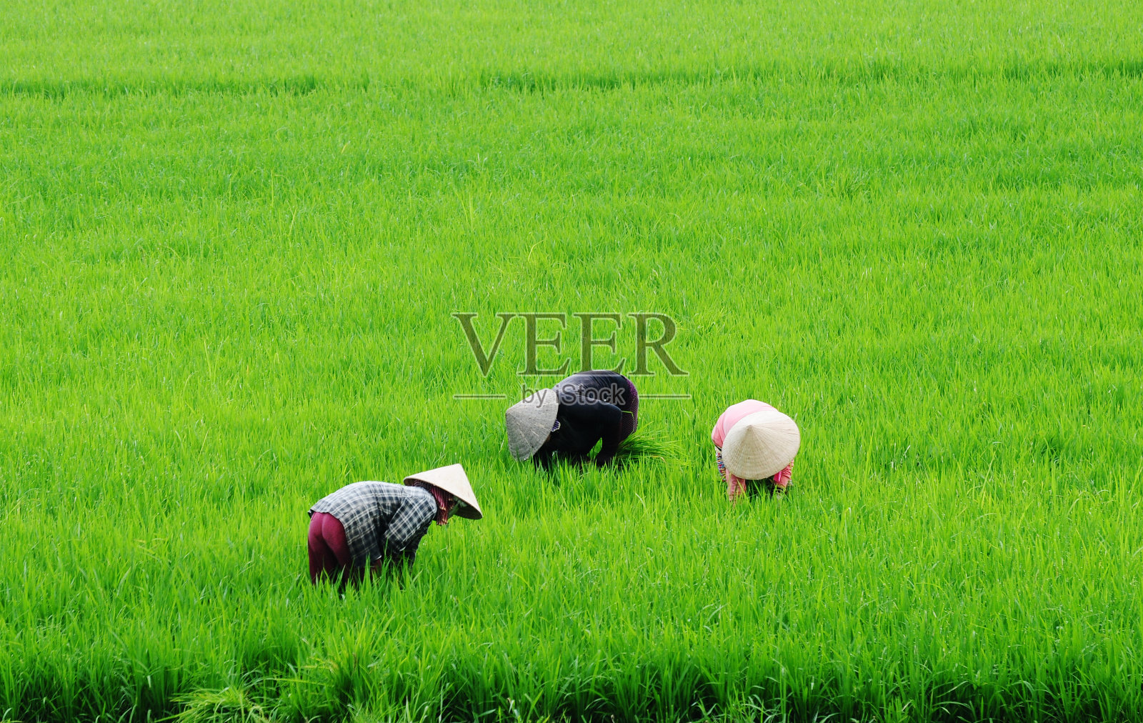 在稻田里工作照片摄影图片