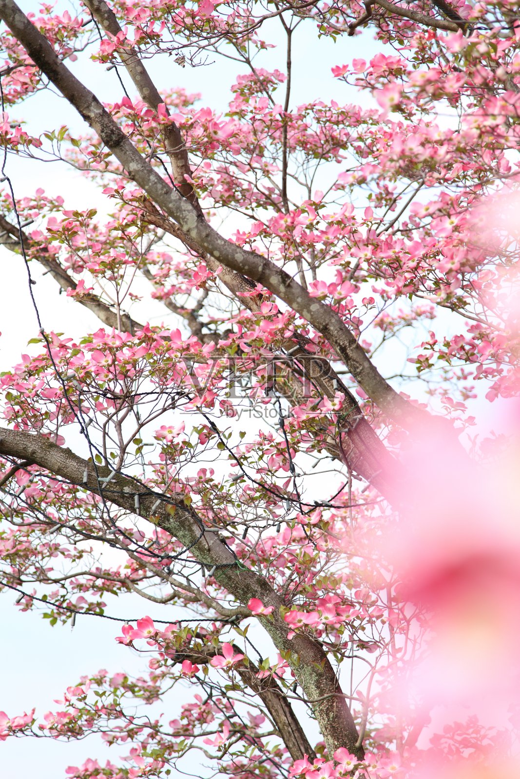 美丽的山茱萸在春天开花照片摄影图片
