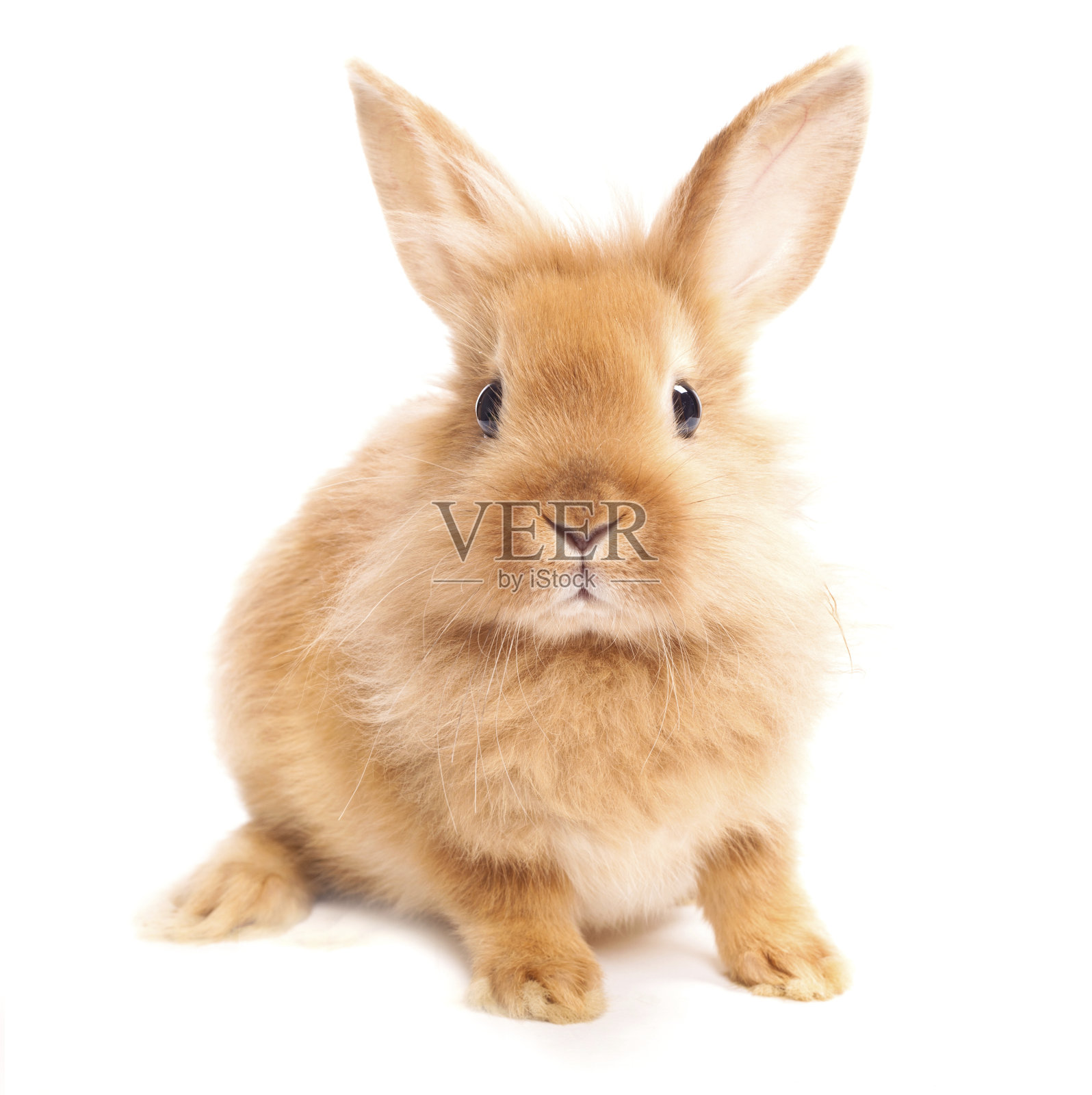 一只棕色毛茸茸的兔子映衬着白色的背景照片摄影图片