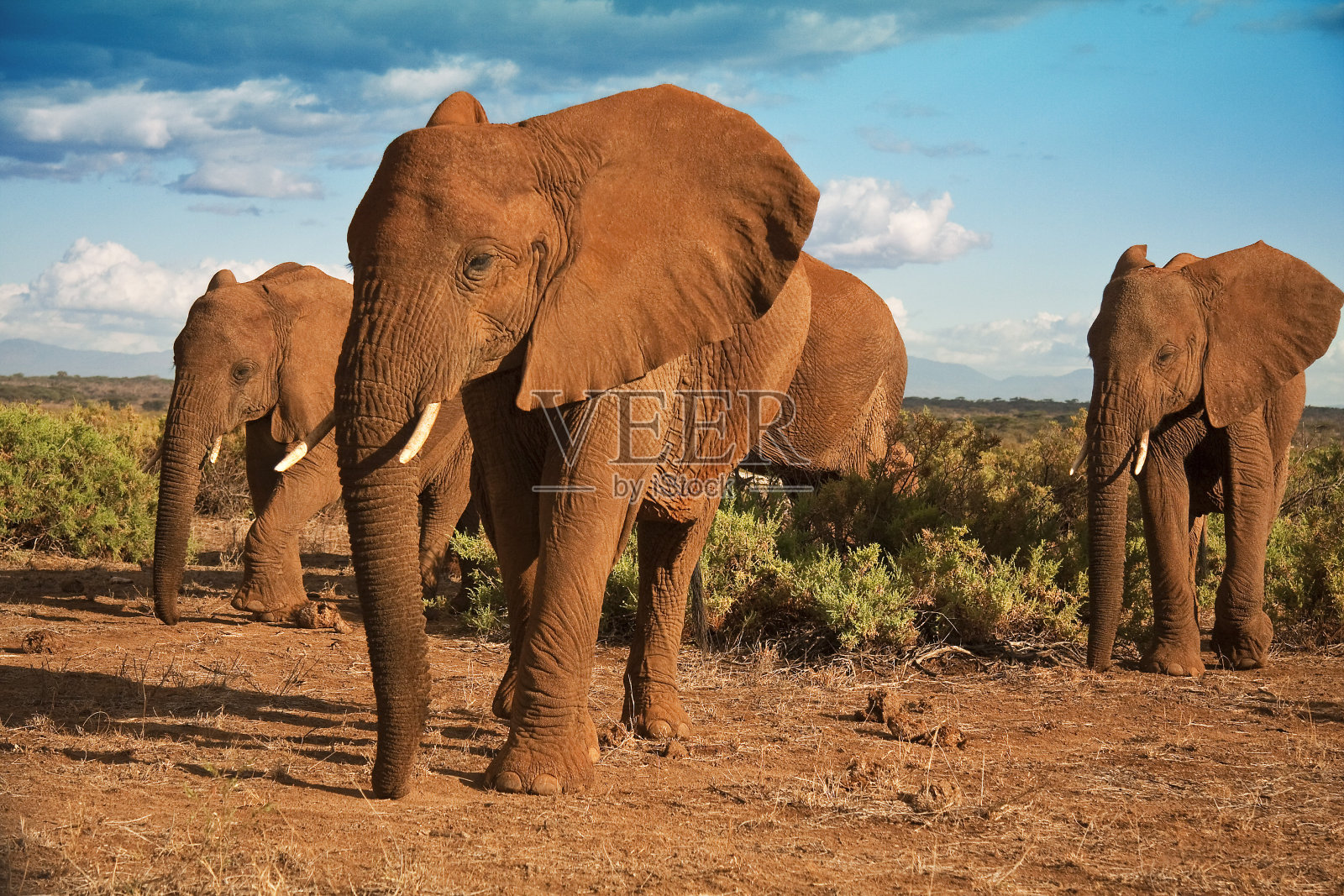 蓝天下的非洲大象母系社会照片摄影图片