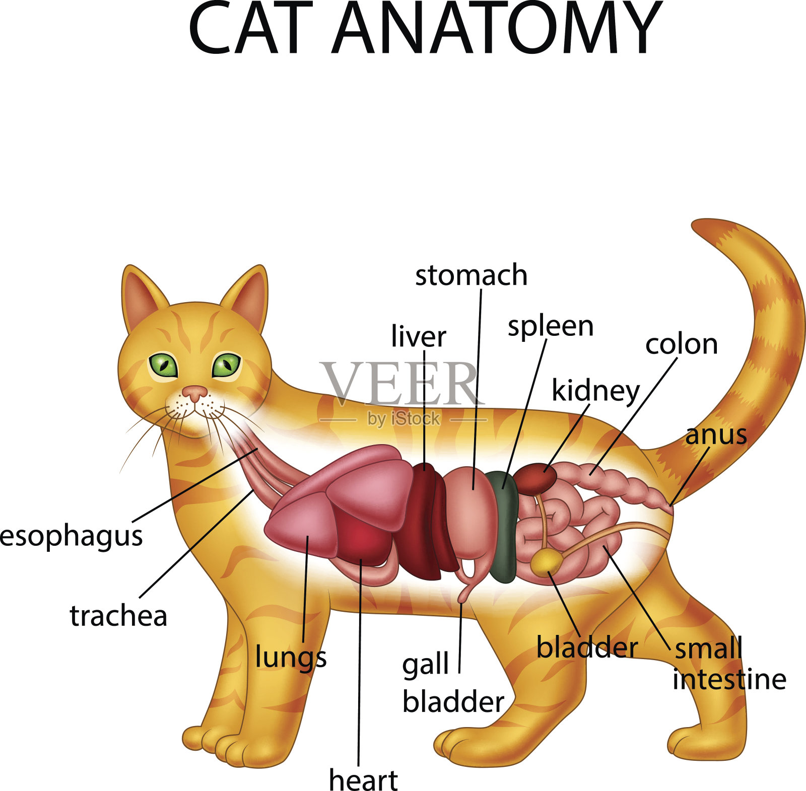解剖学的猫插画图片素材