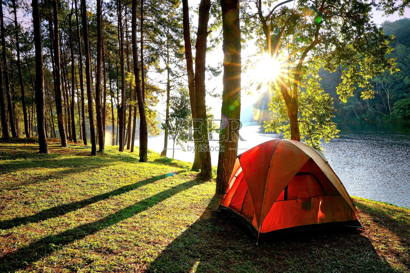 在湖边的松树林中搭帐篷照片摄影图片