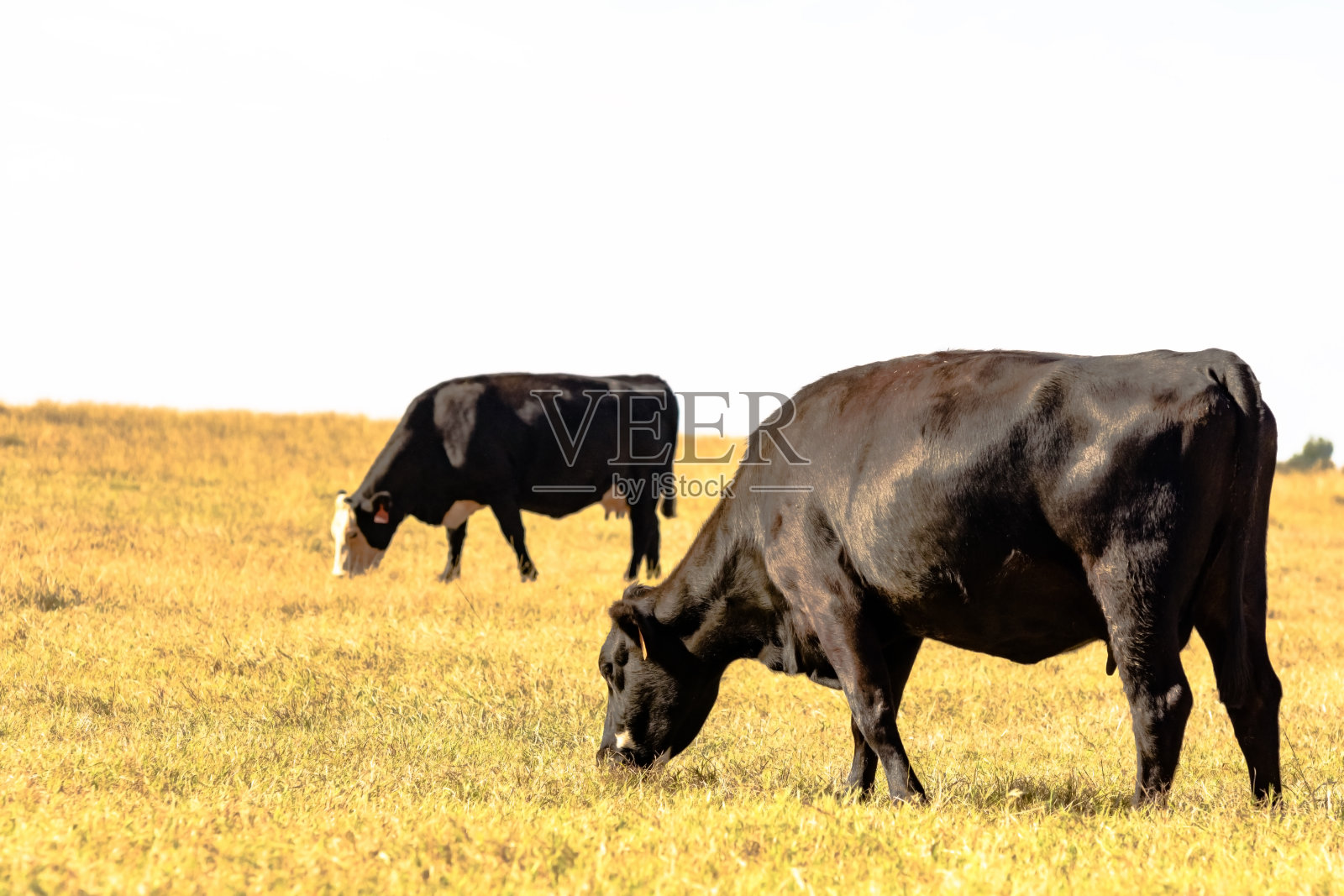 黑牛吃草照片摄影图片