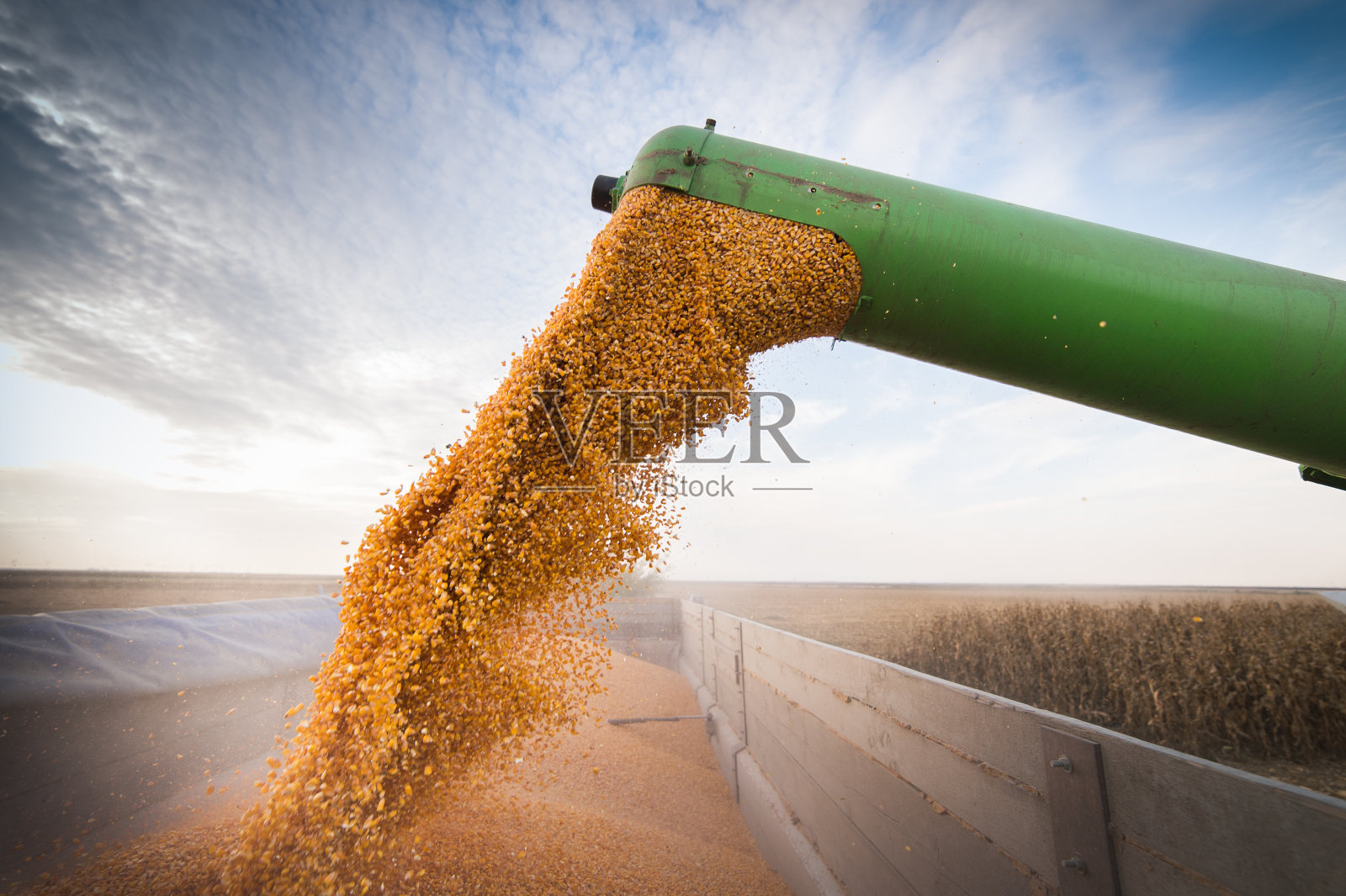 将玉米粒倒入拖拉机拖车中照片摄影图片