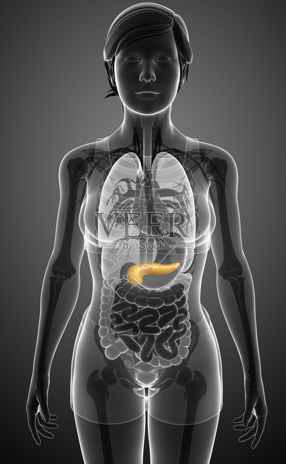 女性胰腺解剖照片摄影图片