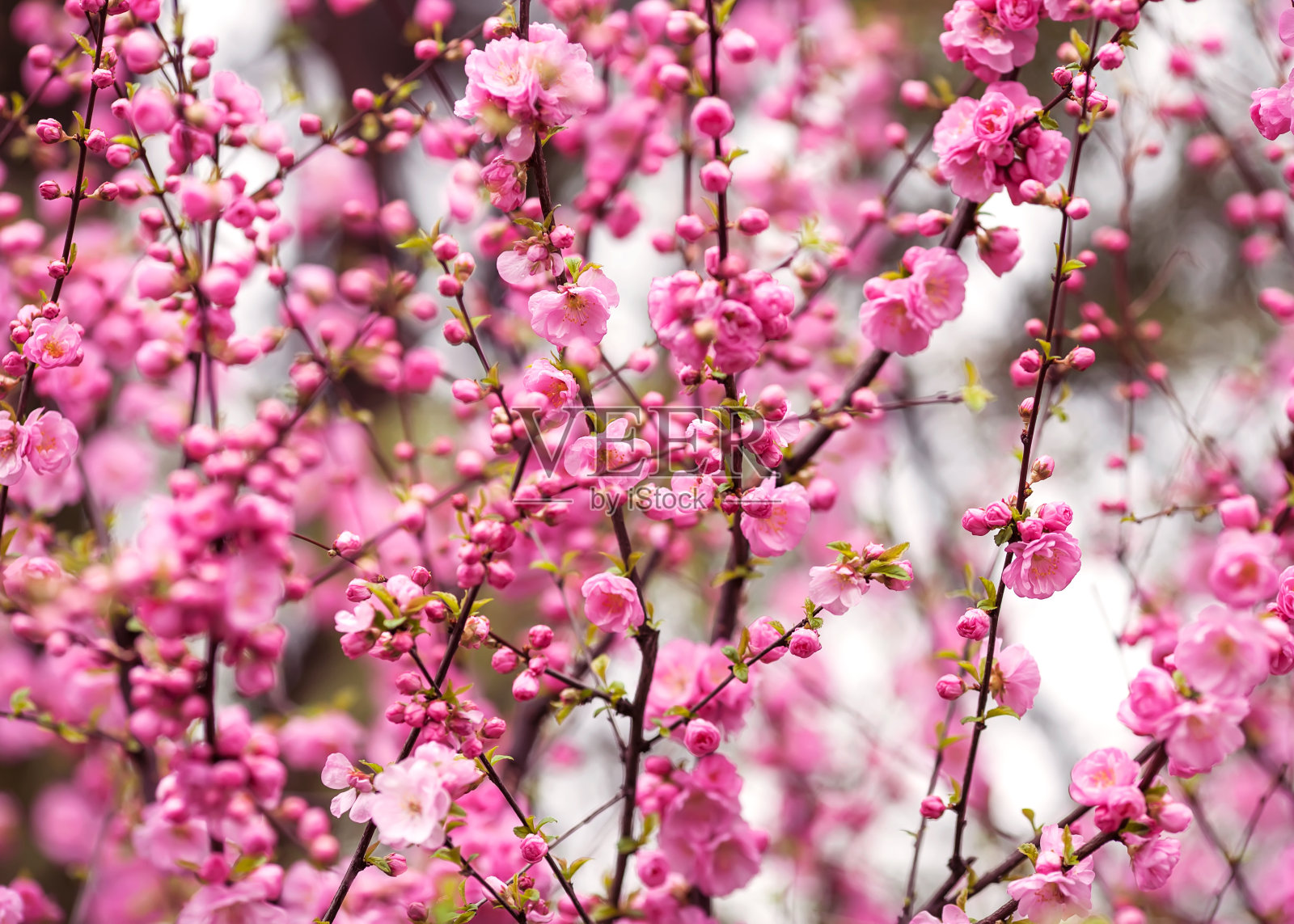 美丽的日本樱花-樱花。照片摄影图片