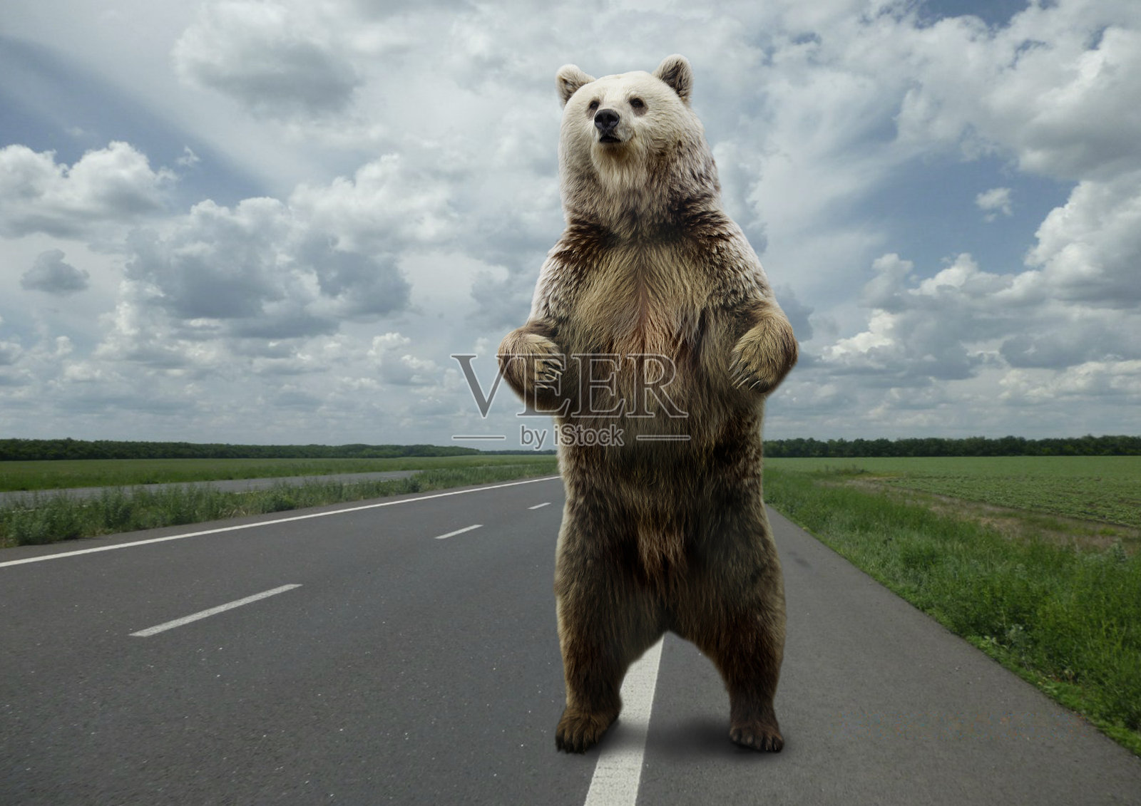 棕熊站在路上。照片摄影图片