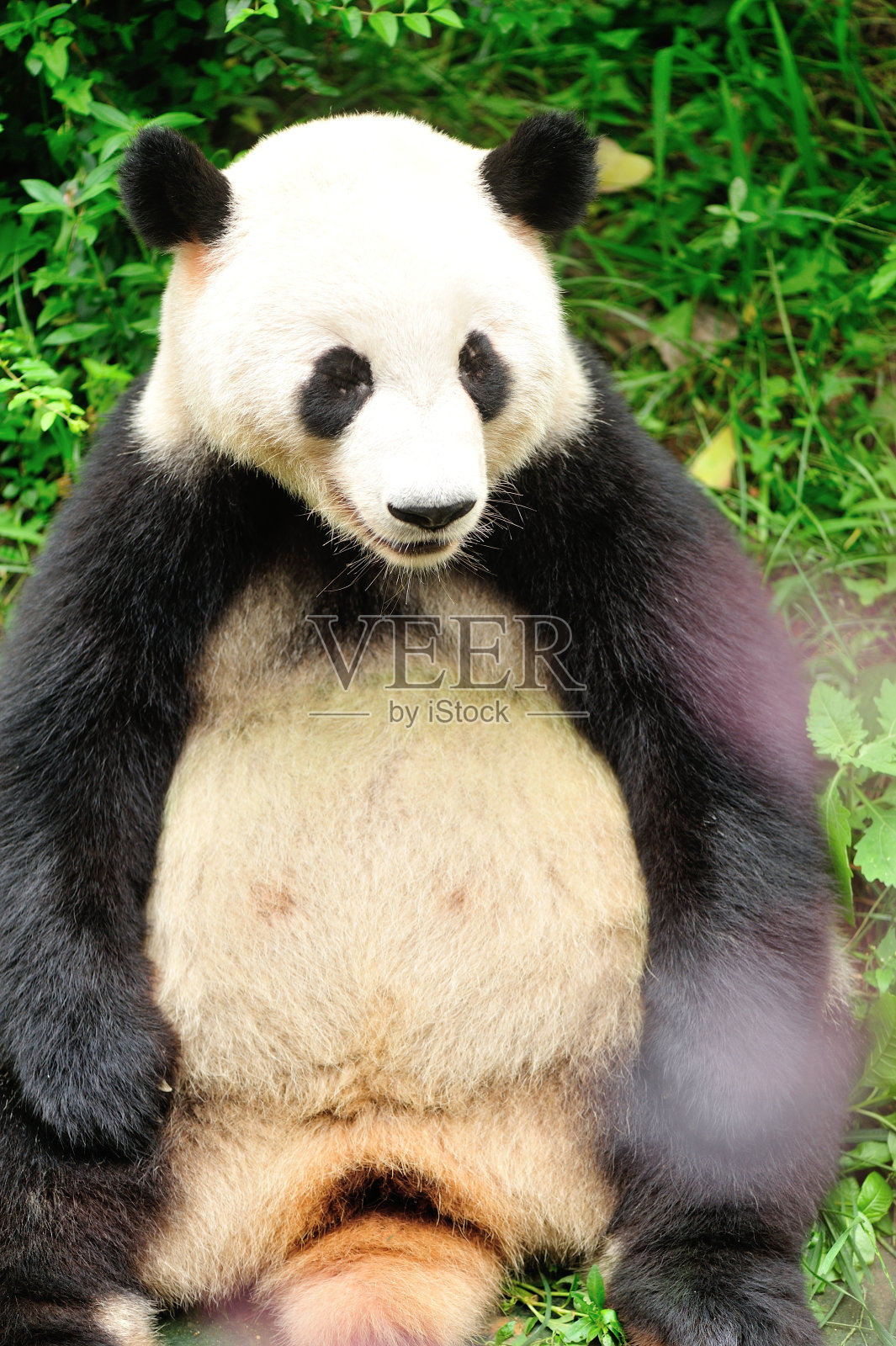中国成都的大熊猫照片摄影图片
