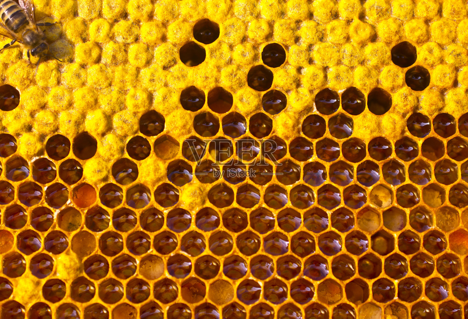 蜜蜂的生活和繁殖照片摄影图片