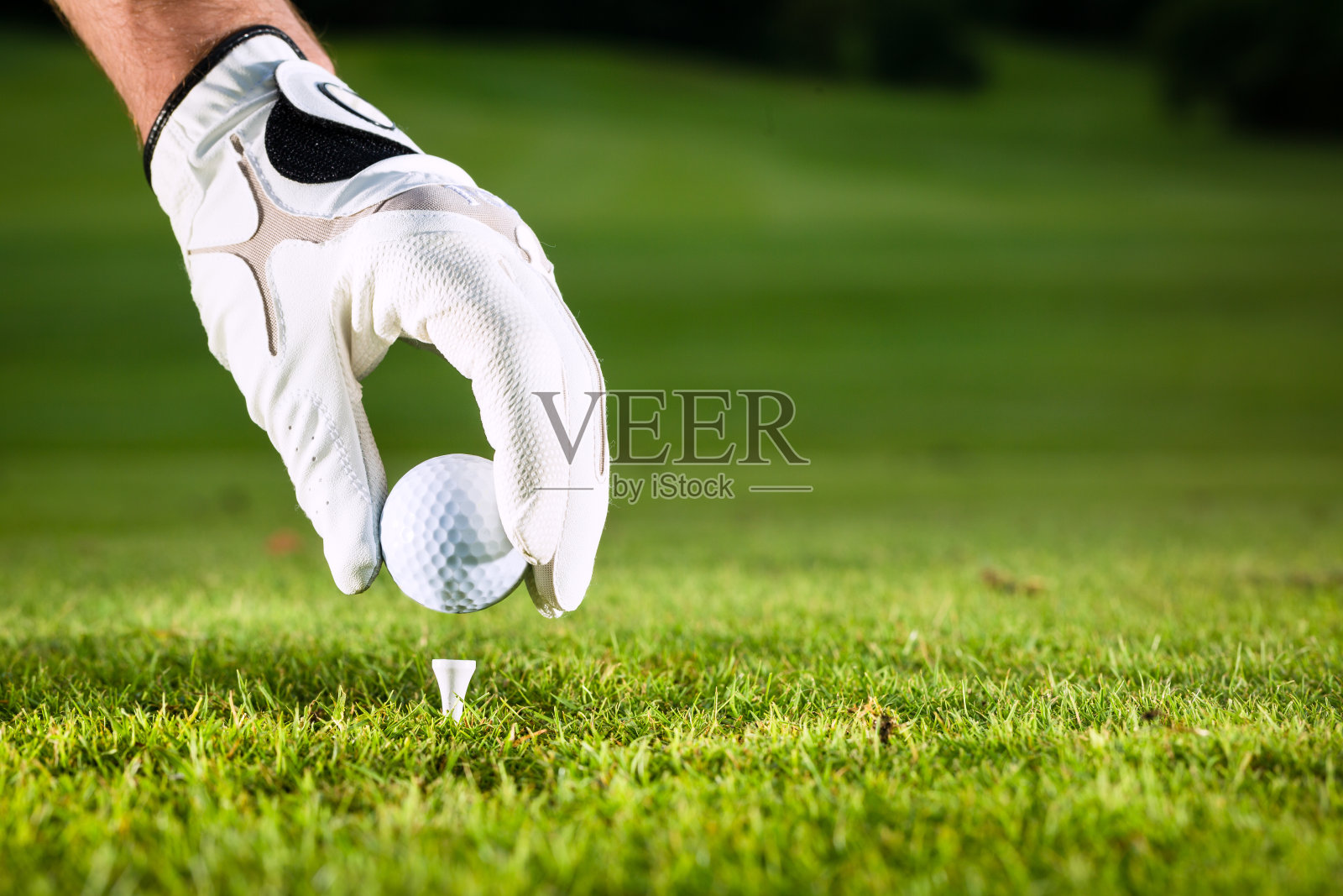在高尔夫球场上把球放在球座上的戴着手套的手照片摄影图片
