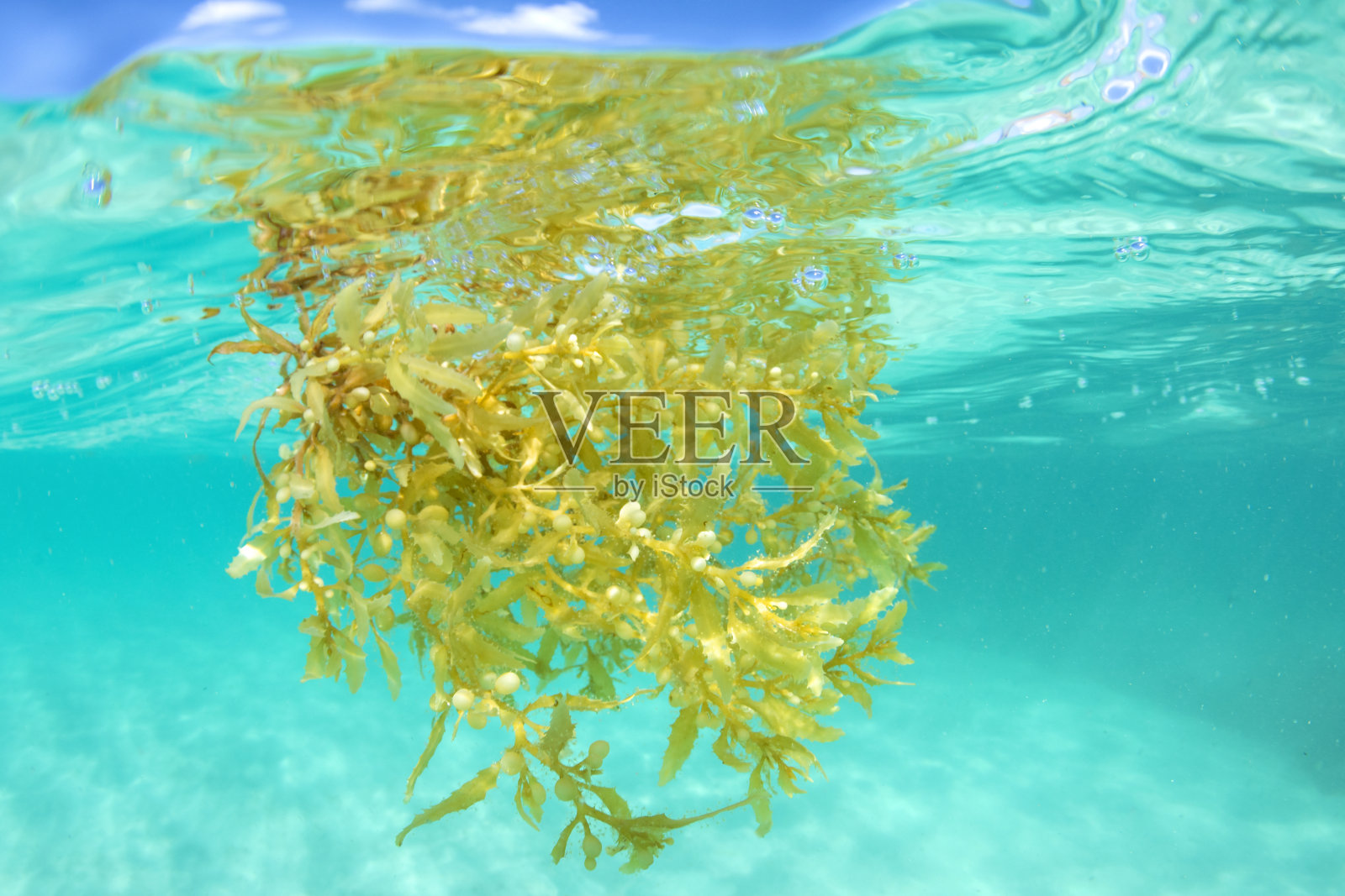 漂浮在水下的马尾藻海藻照片摄影图片
