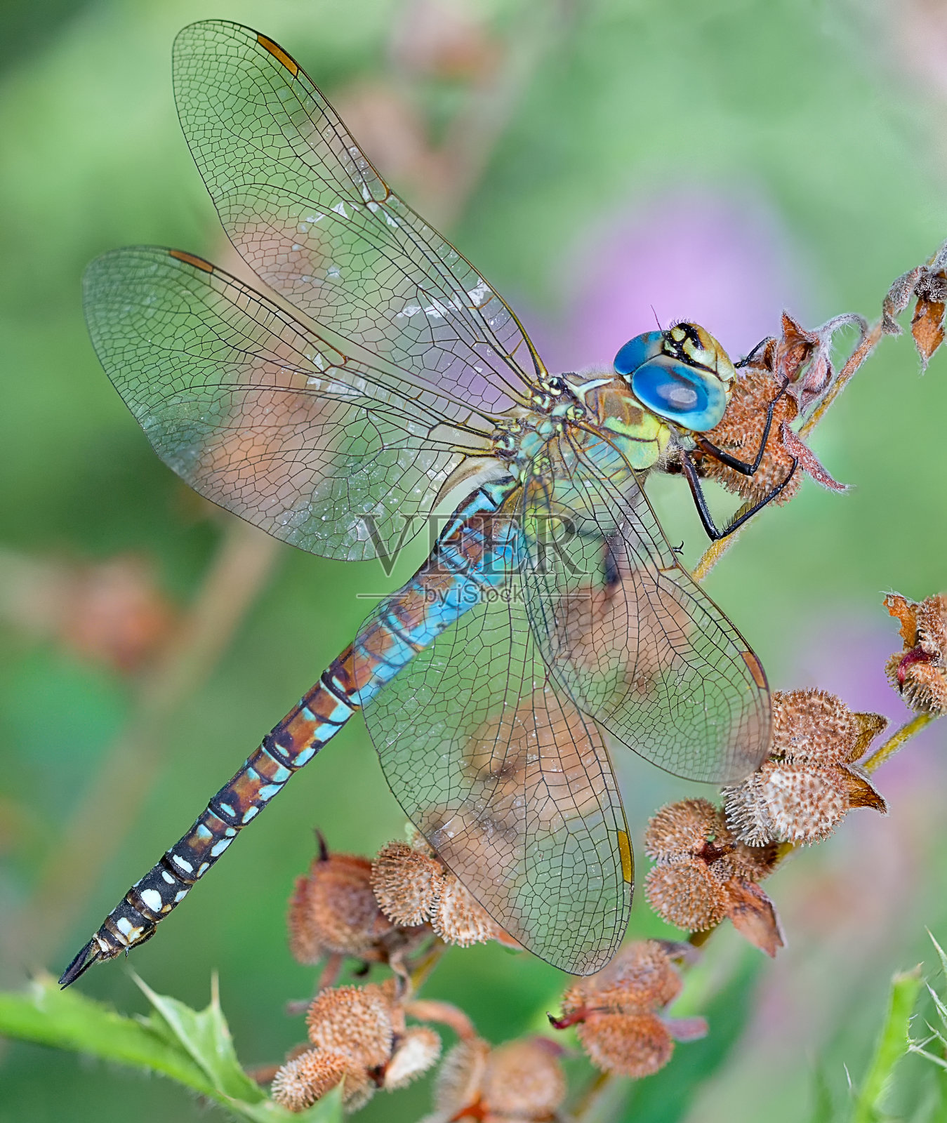 蓝色的蜻蜓照片摄影图片
