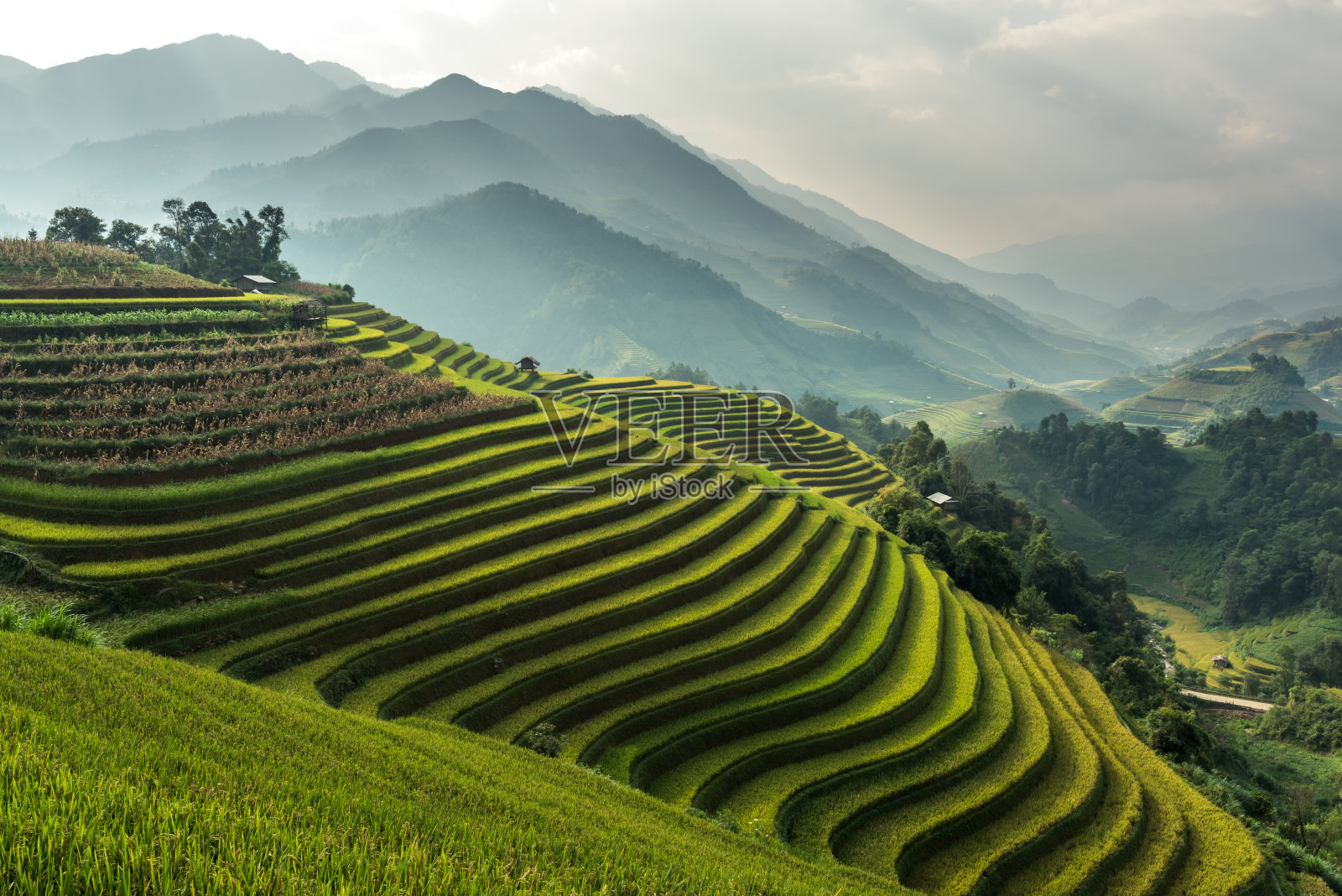 越南盐白木仓寨梯田上的稻田照片摄影图片