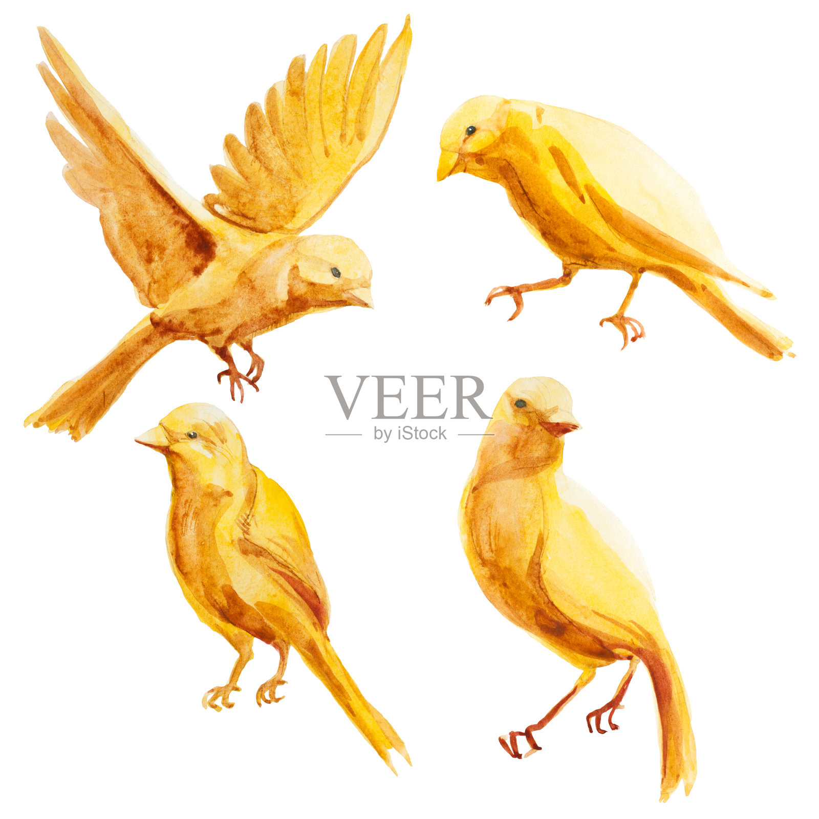 水彩插图。黄色的金丝雀又飞又坐。一组黄色的candid鸟插画图片素材