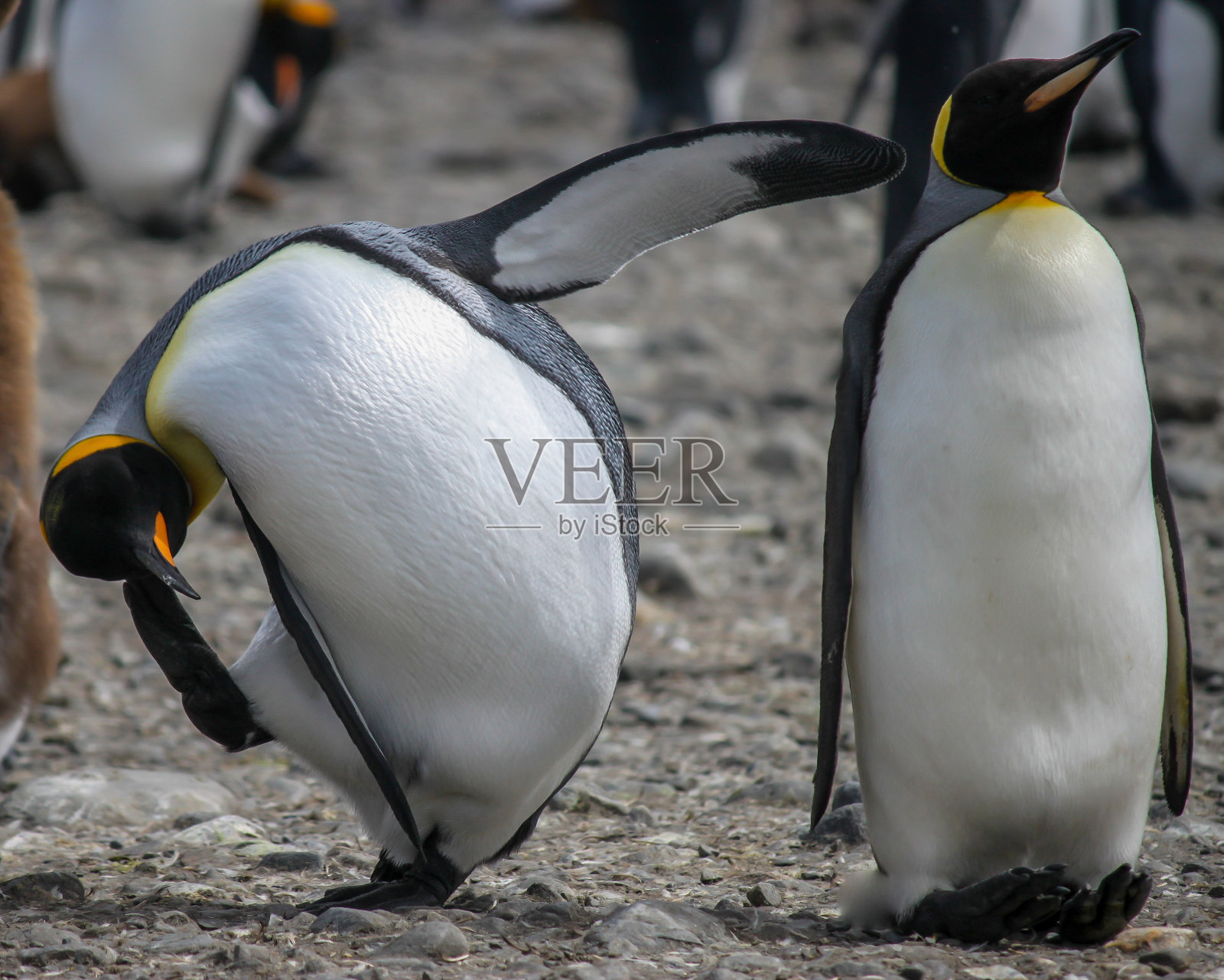 南极洲的两只滑稽的国王企鹅(Aptenodytes patagonicus)照片摄影图片