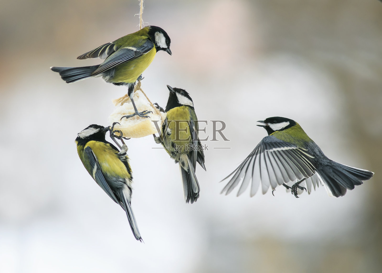 饥饿的鸟山雀在喂鸟器上吃肥肉照片摄影图片