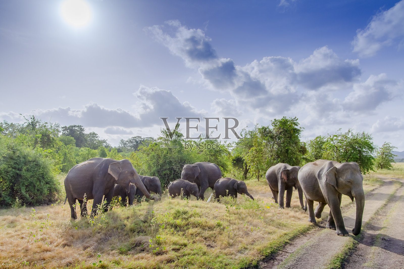 斯里兰卡明纳里亚的亚洲象照片摄影图片