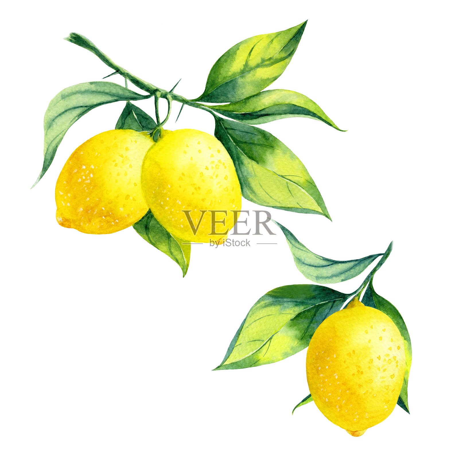 水彩柠檬分支插画图片素材