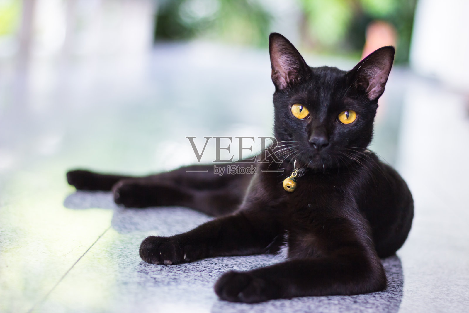 黑公猫对照相机表现出兴趣照片摄影图片