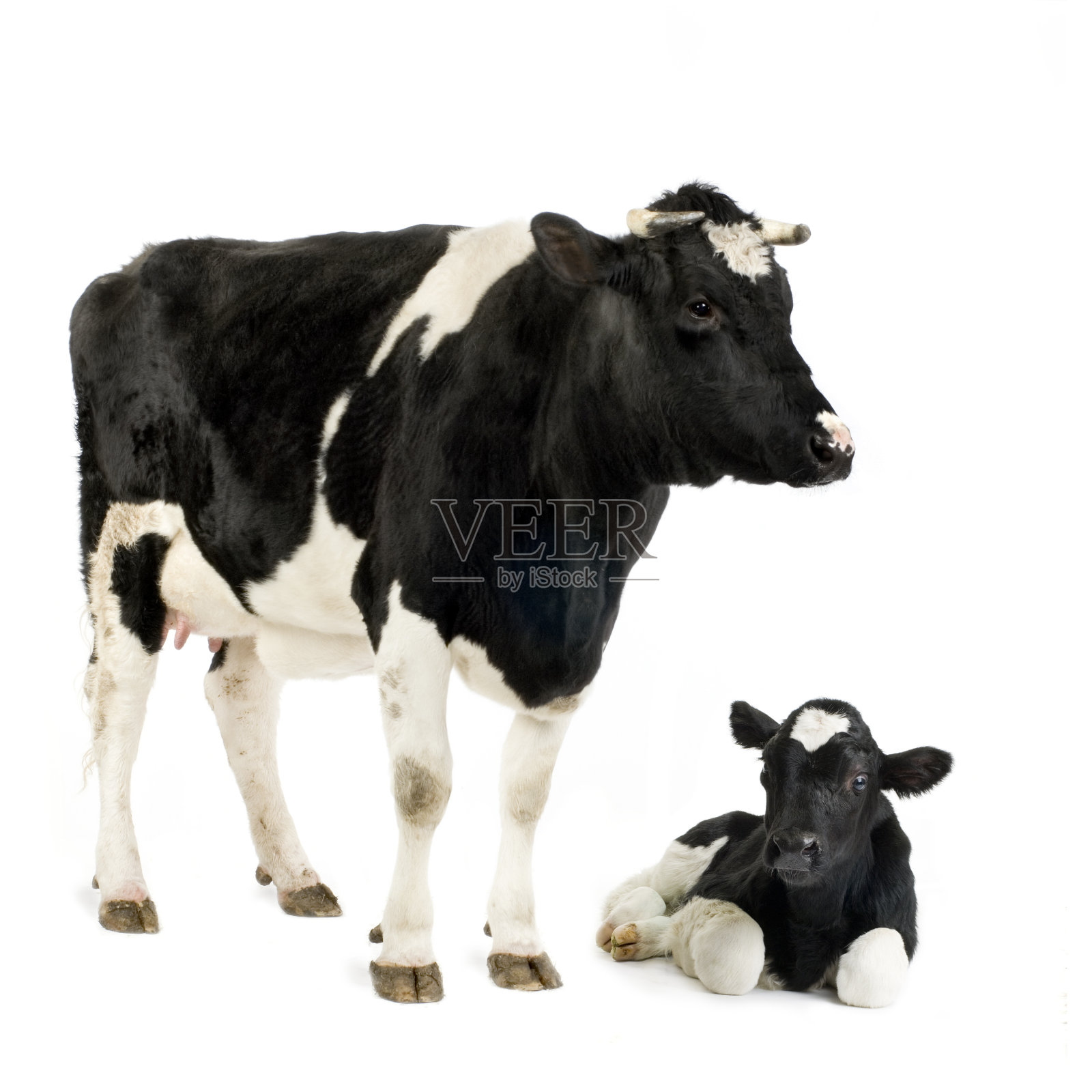 荷斯坦母牛和她的小牛照片摄影图片