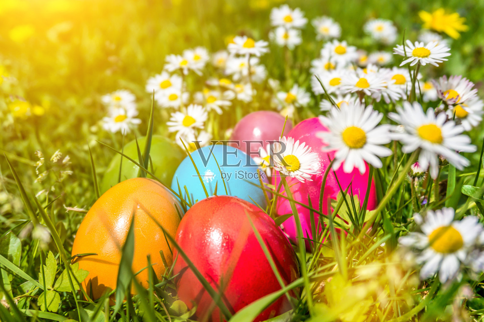 在阳光的照耀下，五颜六色的复活节彩蛋躺在雏菊和蒲公英之间的草地上照片摄影图片