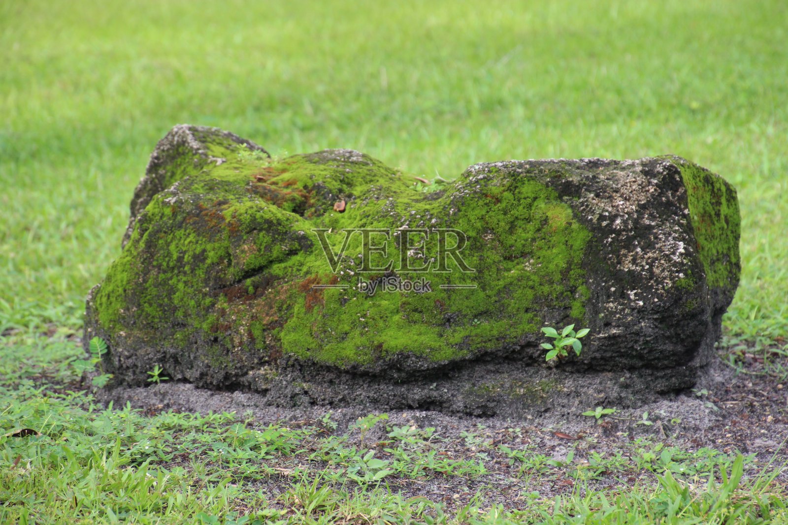 苔藓覆盖的岩石照片摄影图片