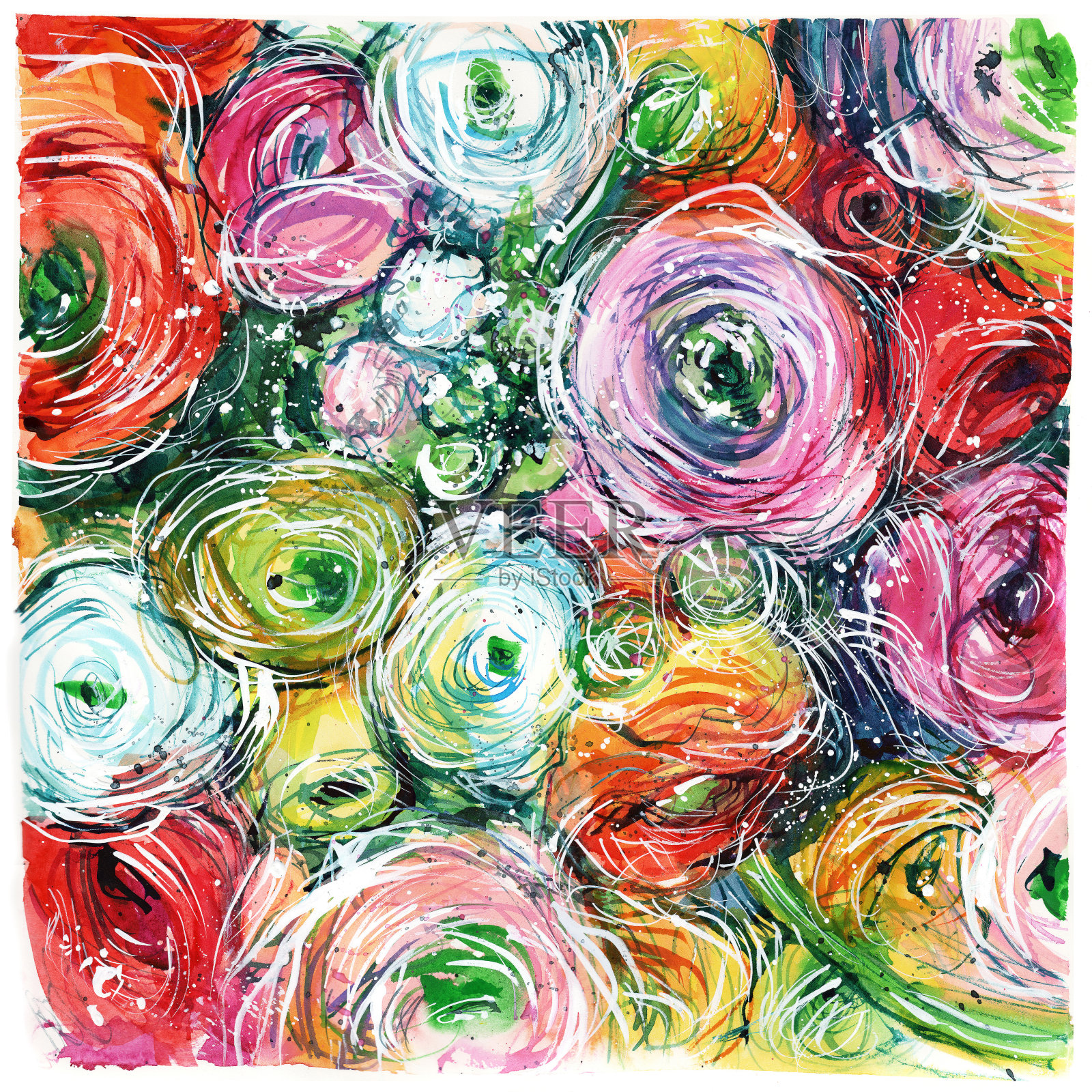 近距离的彩色花束毛茛，玫瑰插画图片素材