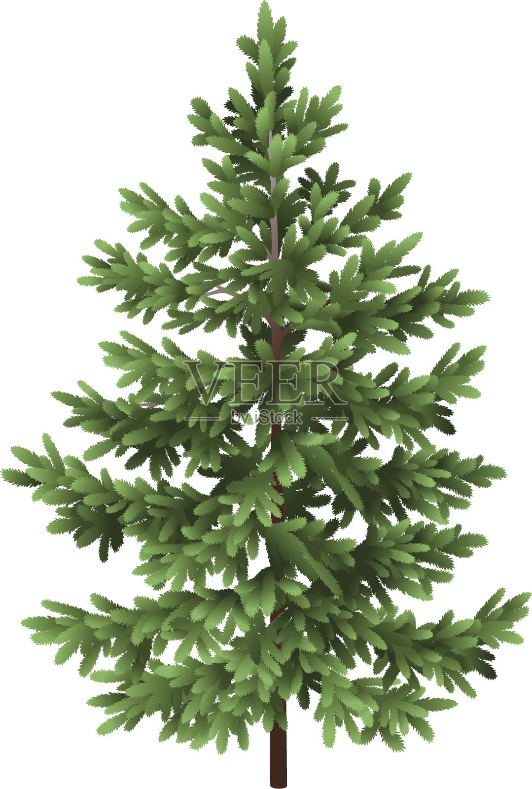 圣诞绿云杉孤立树设计元素图片