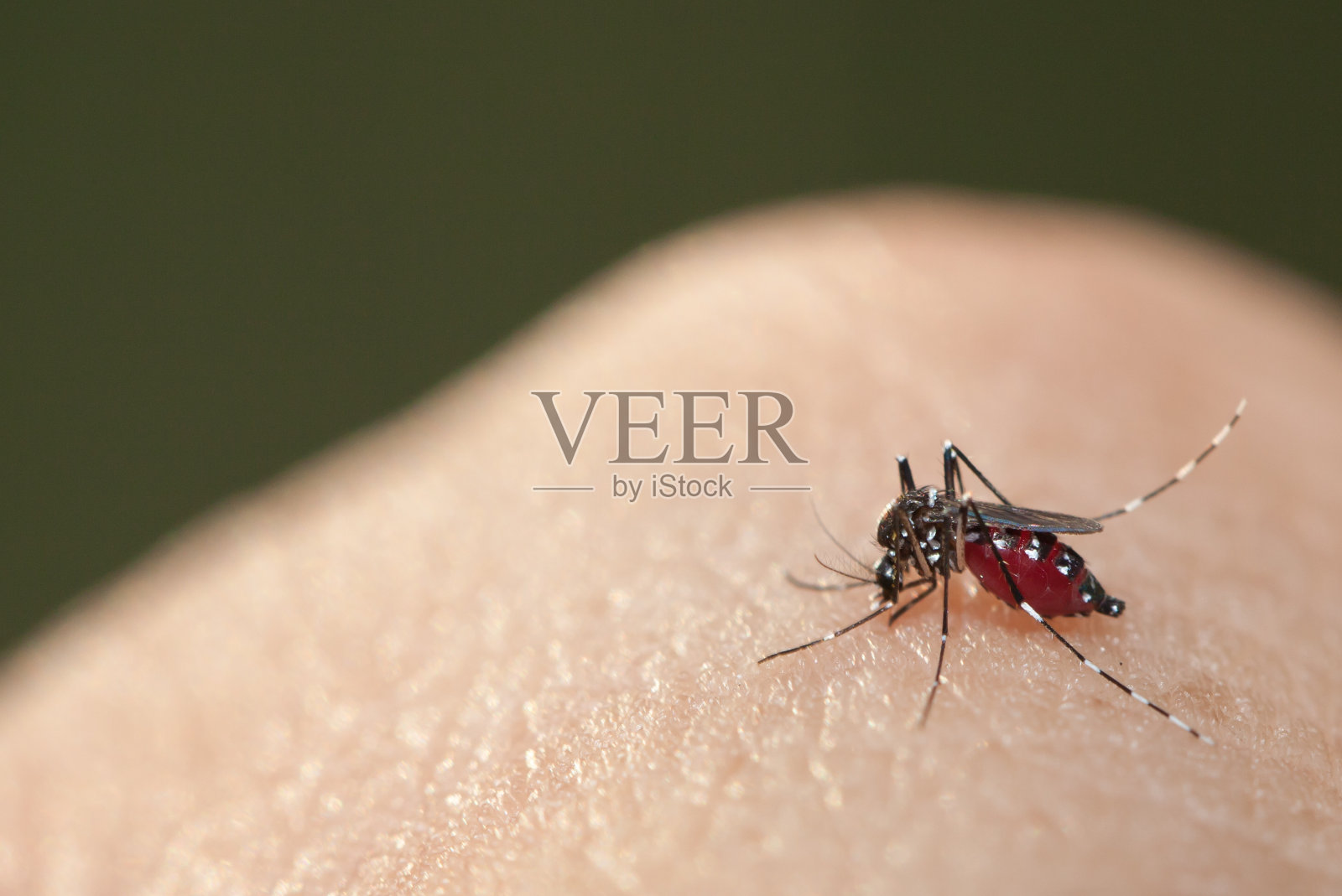 蚊子吸人手上的血照片摄影图片