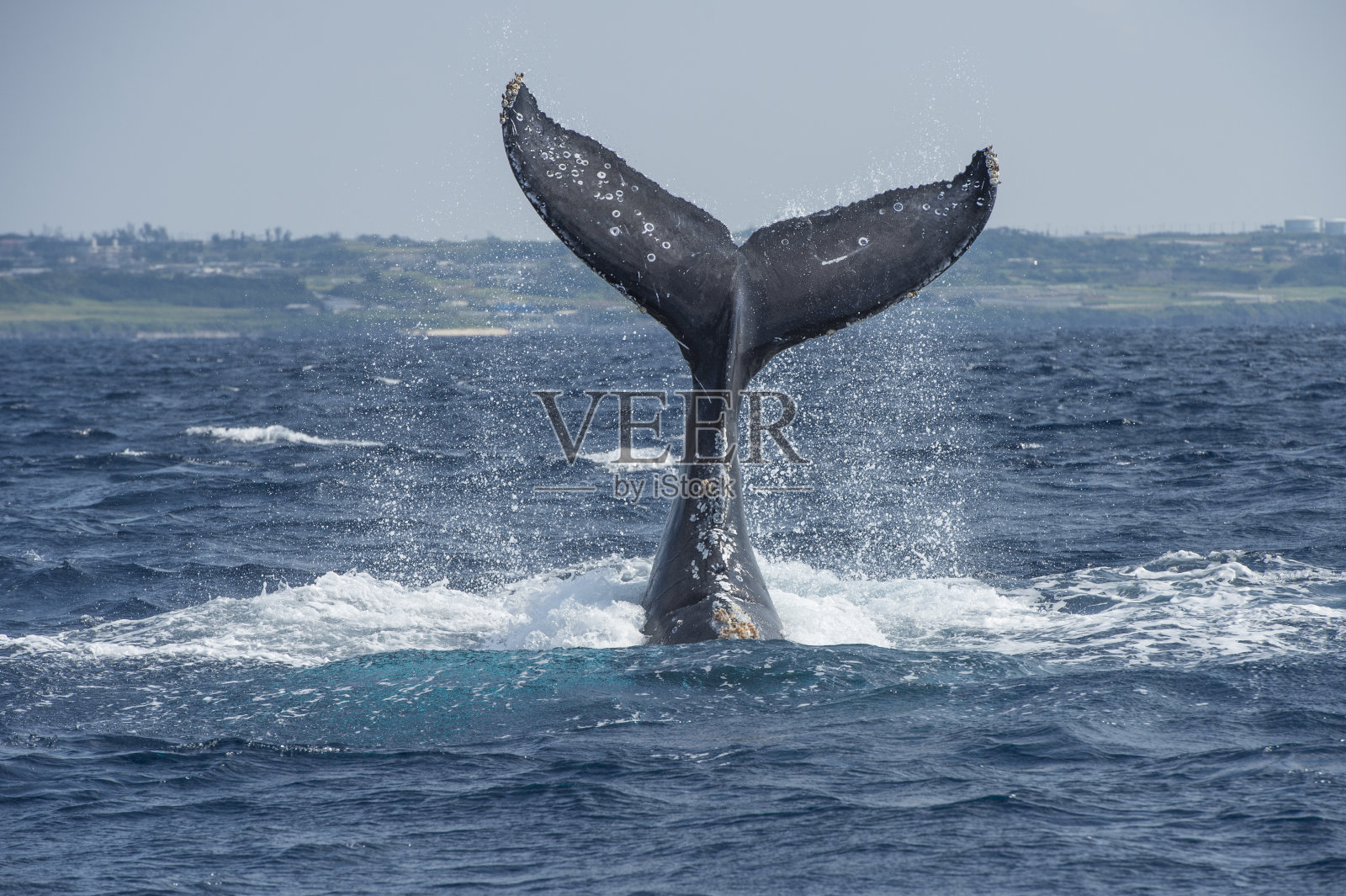 鲸鱼的尾巴照片摄影图片