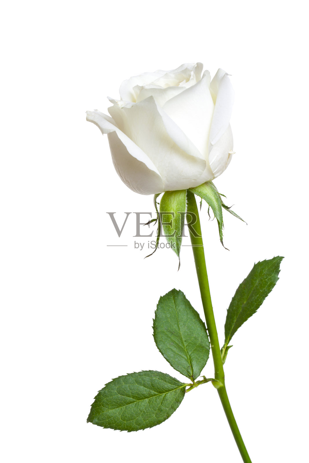 美丽的单瓣白玫瑰照片摄影图片