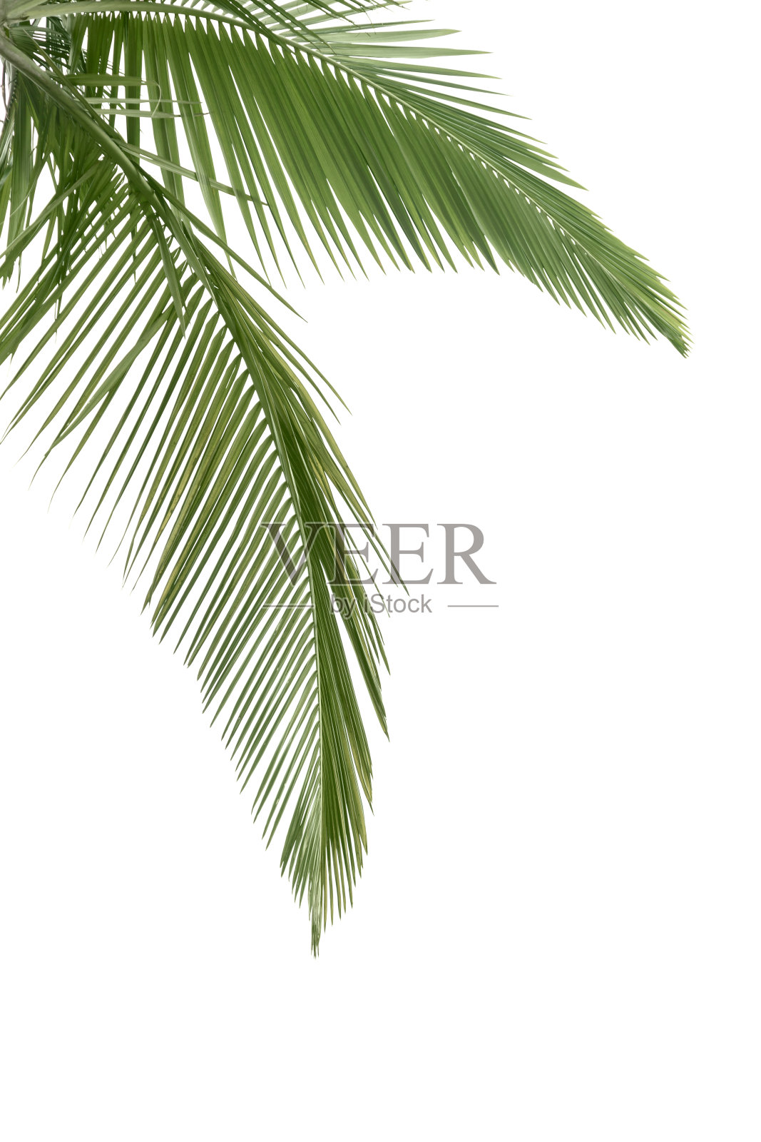 绿椰子树叶照片摄影图片