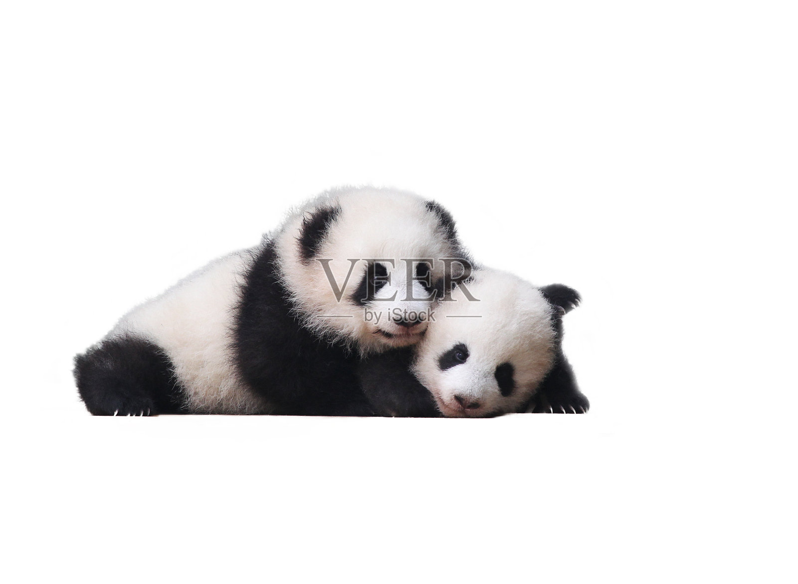 可爱的熊猫宝宝??照片摄影图片