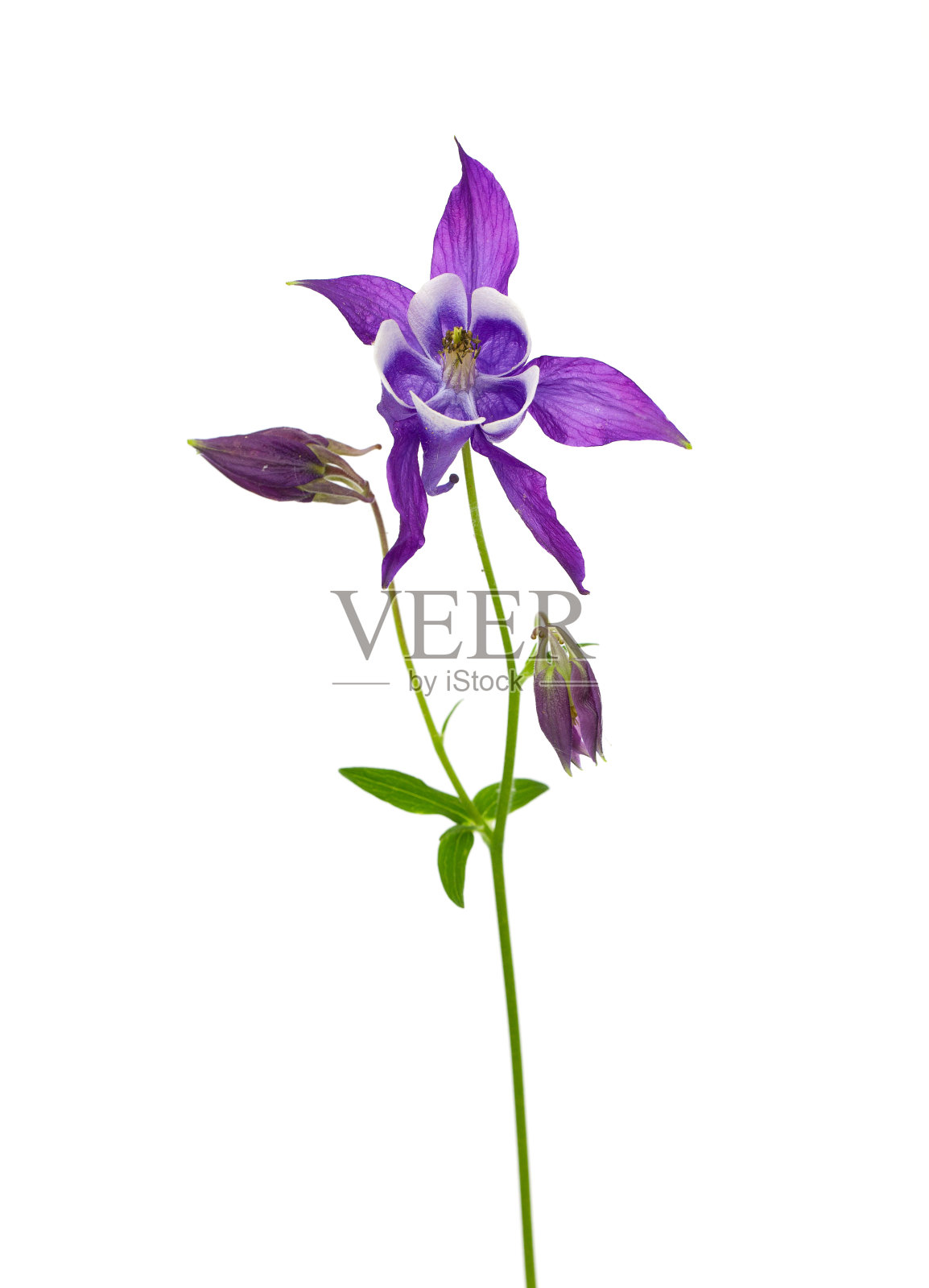 紫耧斗菜照片摄影图片