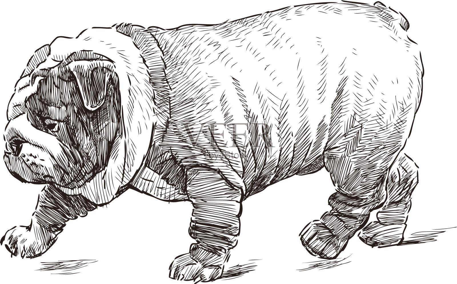 英国牛头犬散步插画图片素材