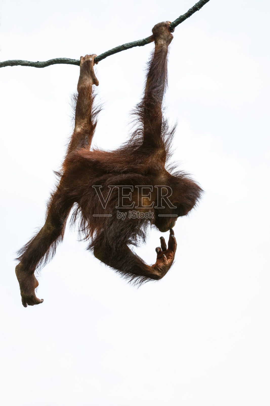 树上的棕色猩猩照片摄影图片