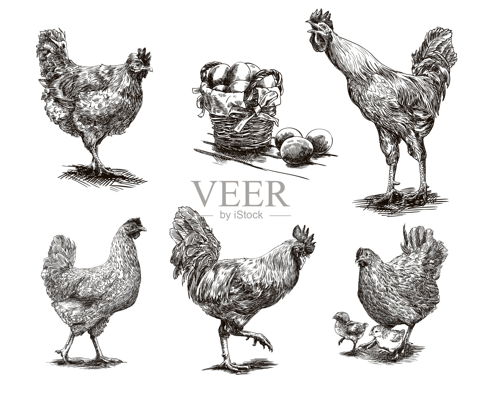 公鸡、母鸡和小鸡设计元素图片