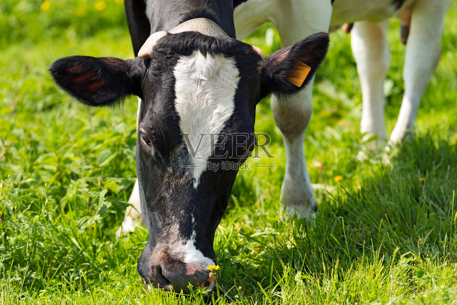 在草地上吃绿草的牛照片摄影图片