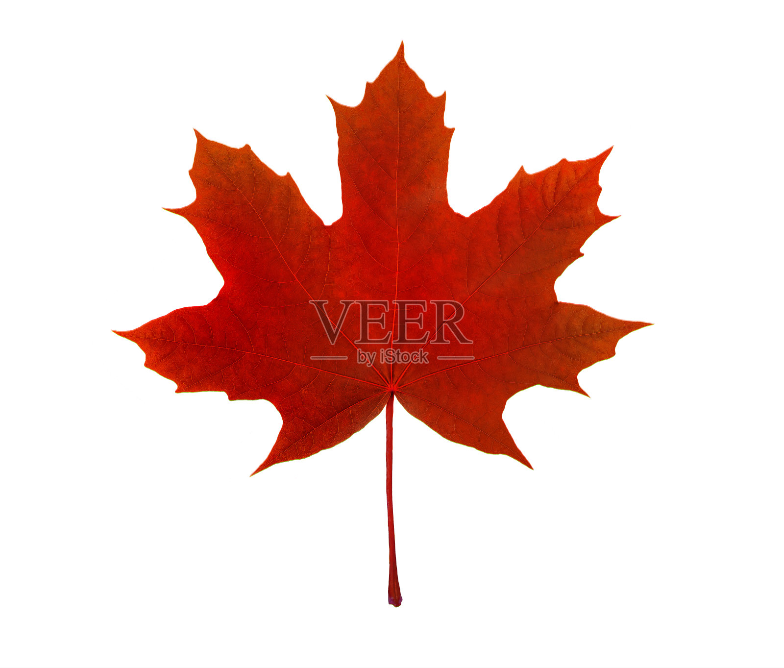 枫叶，加拿大的象征，在白色的背景上照片摄影图片