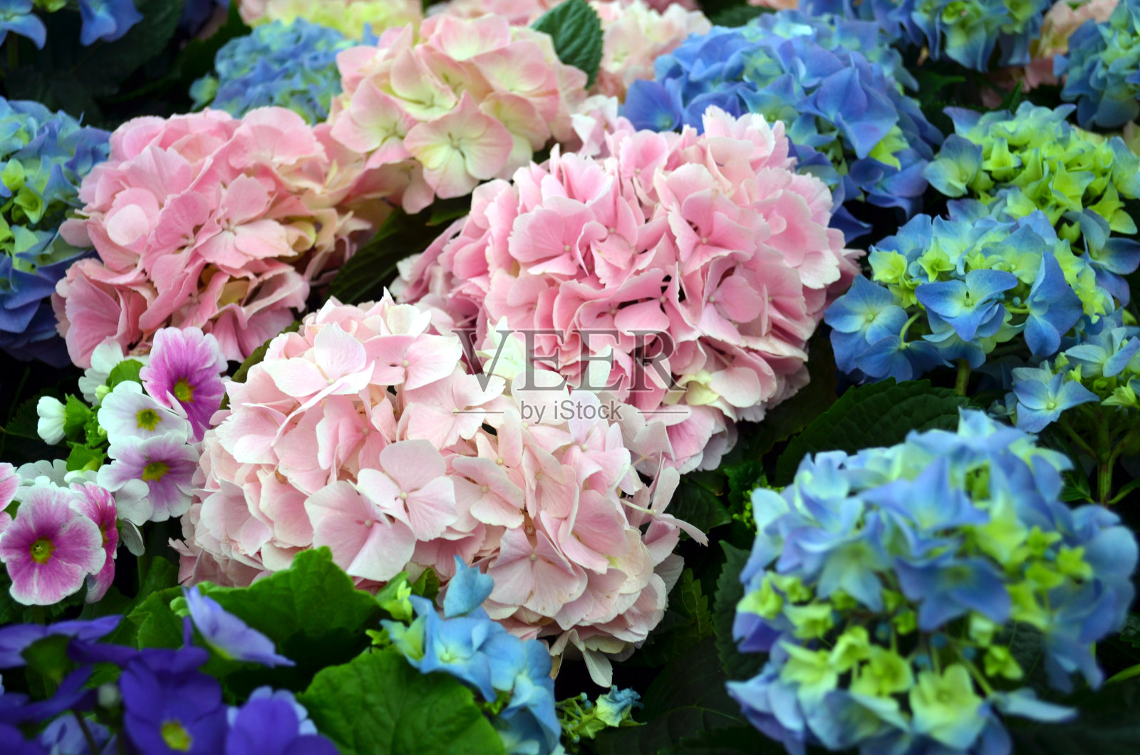 绣球花是粉红色和蓝色的照片摄影图片
