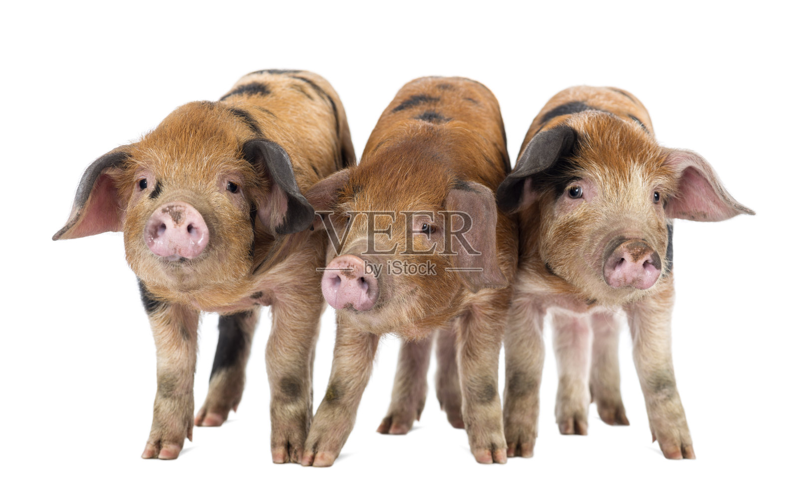 三个牛津桑迪和黑色小猪的正面视图照片摄影图片