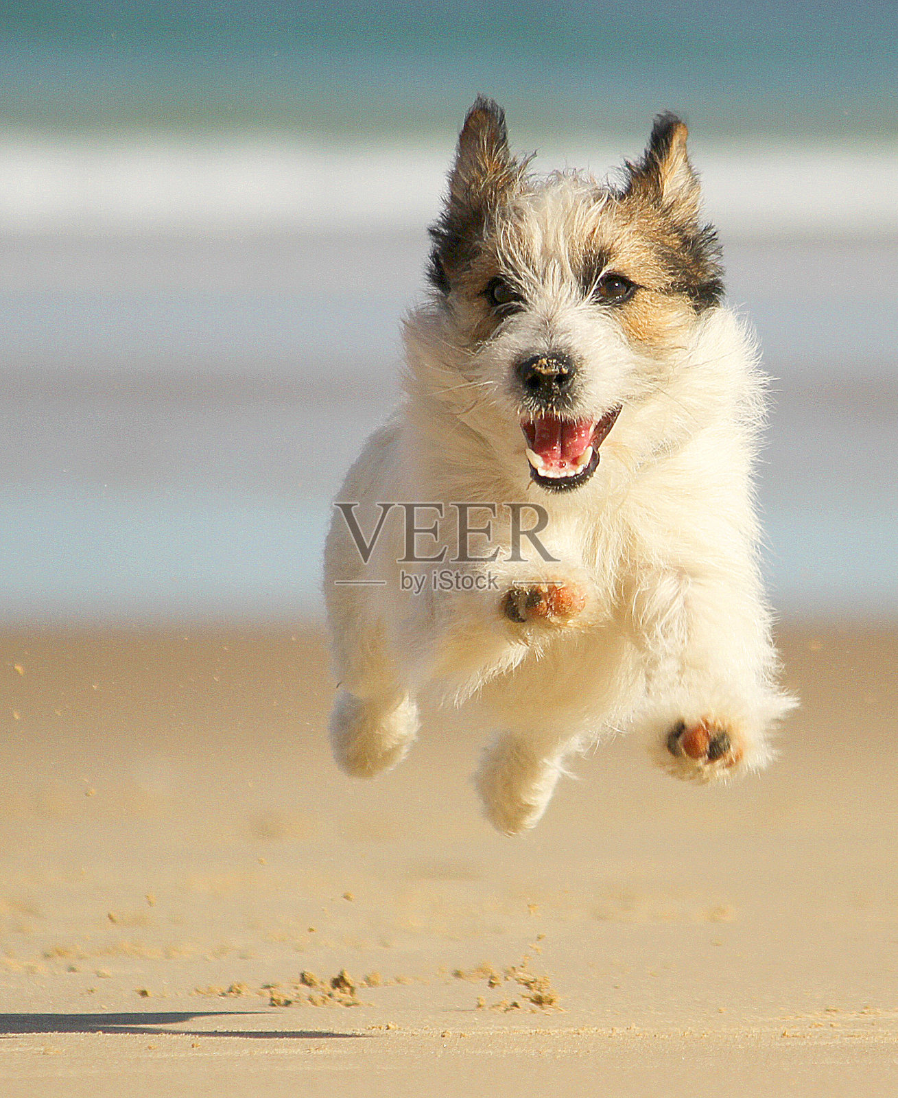 杰克罗素的狗在海滩上奔跑和微笑照片摄影图片