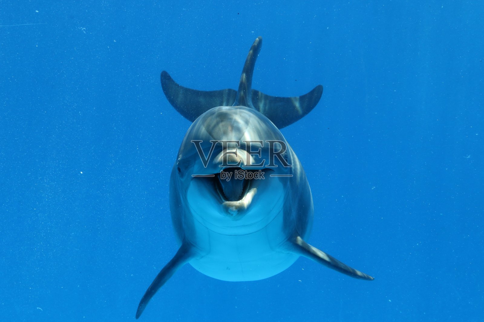 宽吻海豚照片摄影图片