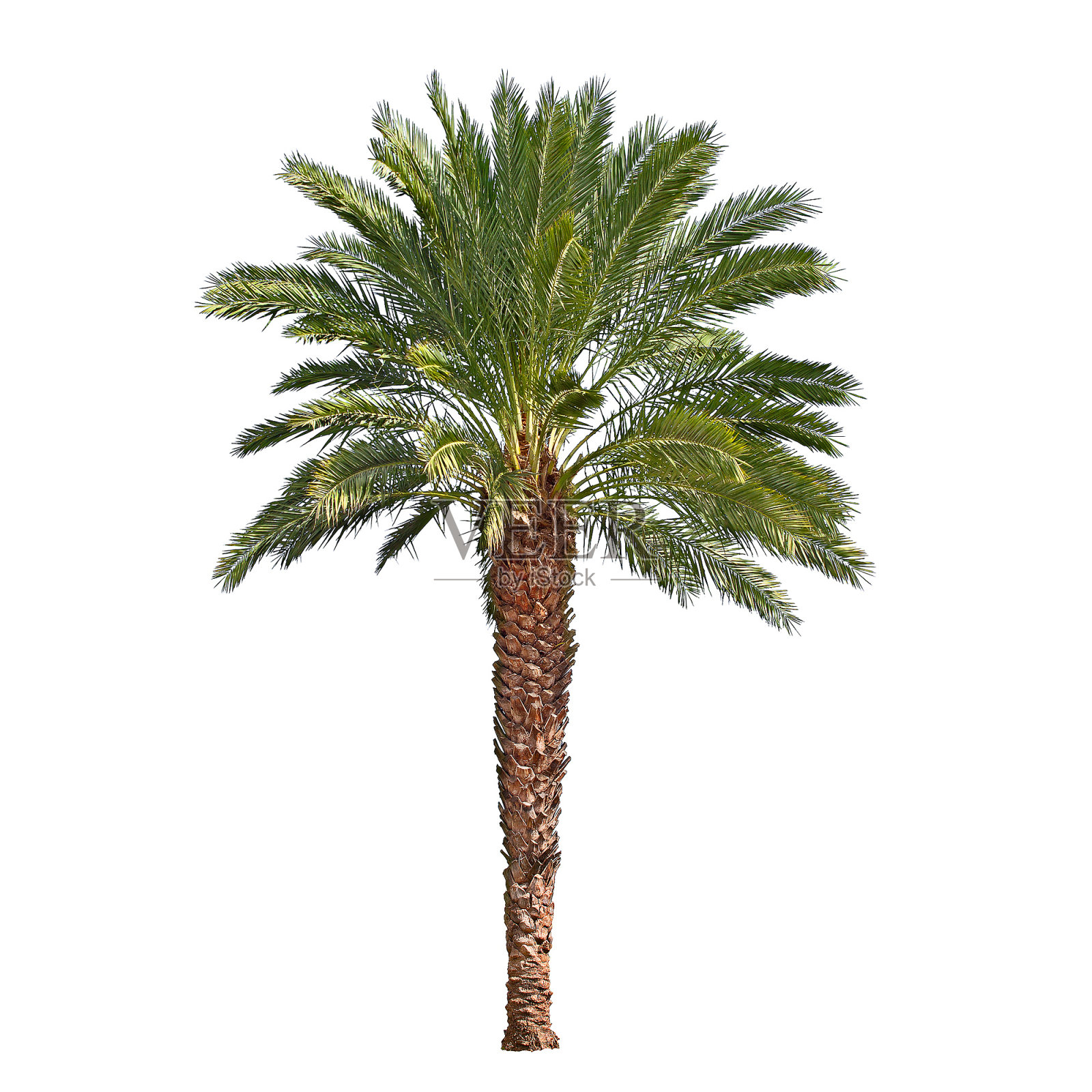在白色背景上孤立的棕榈树照片摄影图片