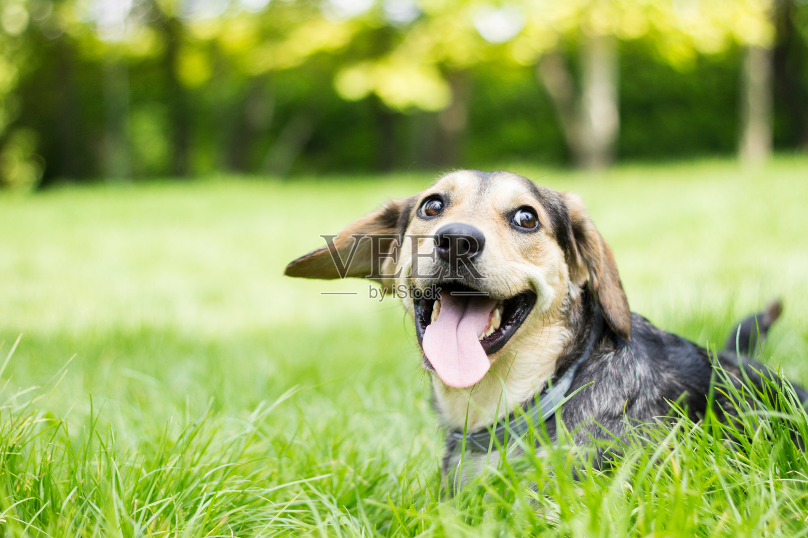 一只伸出舌头的滑稽狗照片摄影图片